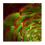 Succulent Spin - photo by Melisa e Phillips